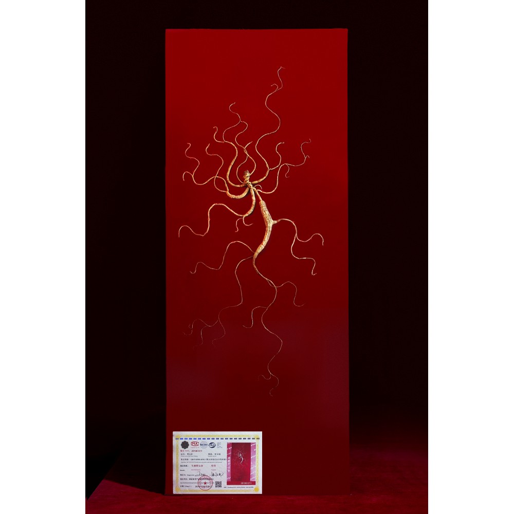 天大館長白山野生人參