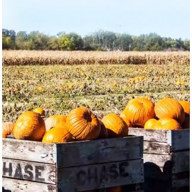 嚴選南瓜籽仁 150g/罐裝 活力滿滿 健康無負擔 顆顆味甘細緻 配好茶不厭膩 天然原味絕無添加任何防腐劑 多道工序焙炒 鎖住營養 不需再剝殼 平行進口產品  Pumpkin Seed 150g/Can Parallel import goods