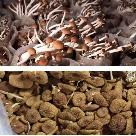 養生茶樹菇 100g包裝 (+/−8g) 養生菇菌之茶樹菇 煲 燉 炒 煮 四季岩食 氨基酸 茶樹菇具有清熱健脾之功 味道獨特濃郁 口感清脆嫩滑 重點是好喝 平行進口貨品  Tea Plant Mushroom 100g/Bag (+/−8g) Parallel Import goods