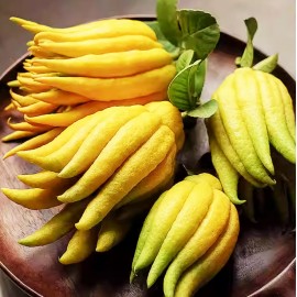 健康即食佛手果粒 200g/罐裝 健康甘甜可口零食 甘香清甜易入口 有化痰止咳 疏肝解鬱等功效 一粒接一粒  喉嚨唔舒服 食呢個最好 平行進口產品  Bergamot Fruit 200g/Can Parallel import goods