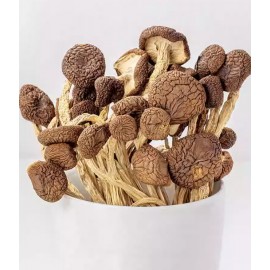 養生茶樹菇 100g包裝 (+/−8g) 養生菇菌之茶樹菇 煲 燉 炒 煮 四季岩食 氨基酸 茶樹菇具有清熱健脾之功 味道獨特濃郁 口感清脆嫩滑 重點是好喝 平行進口貨品  Tea Plant Mushroom 100g/Bag (+/−8g) Parallel Import goods