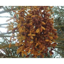 突尼西亞天然椰棗王 500g盒裝 好新鮮大大盒 椰棗滋潤湯譜 滋潤 抗氧化 補中益氣 舒緩便秘 味道清甜 不膩 無添加額外糖份 補充營養 keep fit 乾爽 不黏笠 容易消化 減輕腸道負擔 可以當零食 整甜品 煲湯 糖水 突尼西亞製造 平行進口產品  Tunisian Natural King Dates 500g/Box Made in Tunisia Parallel import goods