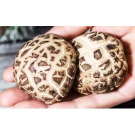 [珍貴送禮] 韓國無腳花菇 1斤(600g)盒裝 超高質 撈埋鮑魚一齊食 真係超正 花菇嫩滑香甜 食過都有讚冇彈 勁厚身 粒粒尺寸岩岩好 口感爽滑 菇味香口濃郁 營養價值十分豐富 平行進口貨品  [Precious Gift] Korea Footless Mushrooms 600g/Box Parallel Import goods