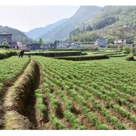 貢品百合皇 300g包裝 (+/−8g) 百合中極品 精挑細選 百合味甘  具有養陰潤肺 清心安神 潤肺止咳 潤燥清熱 美容養顏 對皮膚細胞新陳代謝有幫助 改善皮膚狀態 平行進口貨品  Dried Lily Bulbs 300g/Bag (+/−8g) Parallel Import goods