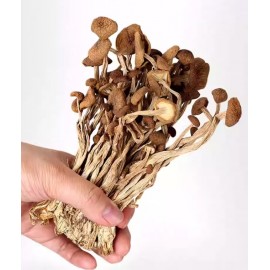 養生茶樹菇 100g包裝 (+/−8g) 養生菇菌之茶樹菇 煲 燉 炒 煮 四季岩食 氨基酸 茶樹菇具有清熱健脾之功 味道獨特濃郁 口感清脆嫩滑 重點是好喝 平行進口貨品  Tea Plant Mushroom 100g/Bag (+/−8g) Parallel Import goods