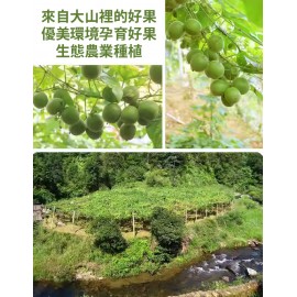 金羅漢果 10個獨立包裝 金羅漢果是羅漢果升級版 採用新技術 原汁原味甘冷凍抽乾而成 冇左原先烘乾果种燒燶味 澀味減輕咗 味道更清甜  熟飲和凍飲都咁好味 清熱 化痰止咳 營養價值更高 平行進口產品  Golden Grosvenor Momordica Fruit 10pcs(Individual pack) Parallel import goods