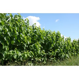 日本有機桑葉茶（大）